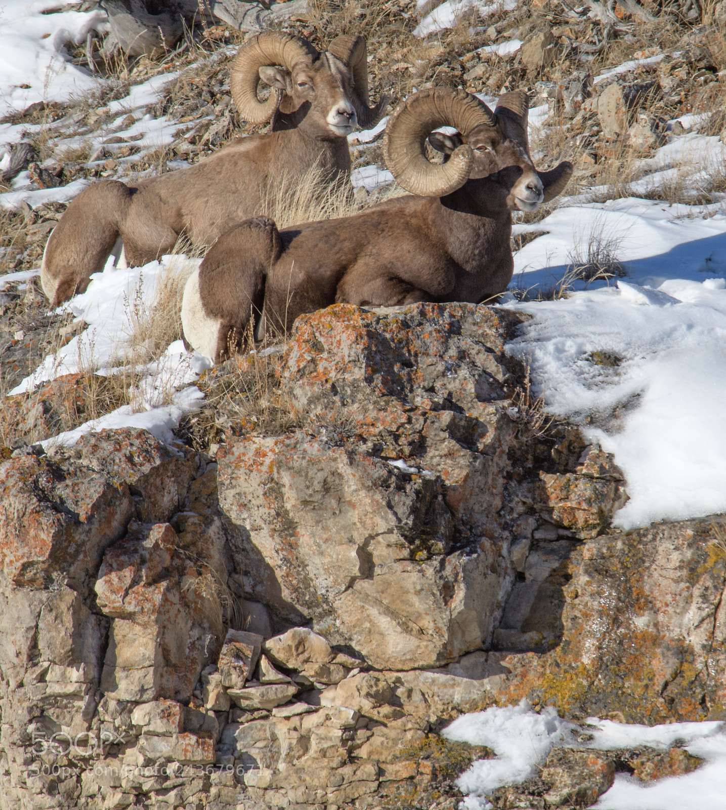 Nikon D500 sample photo. Big horned sheep in photography