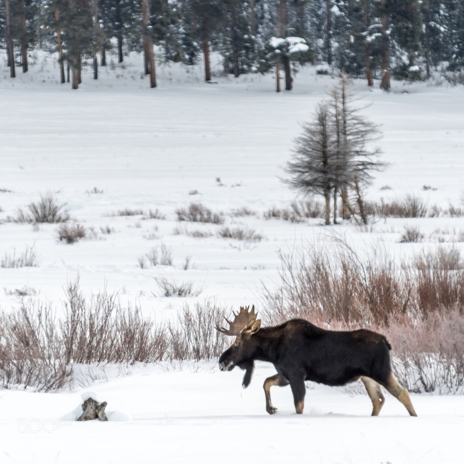 Nikon D500 sample photo. Bull moose in yellowstone photography