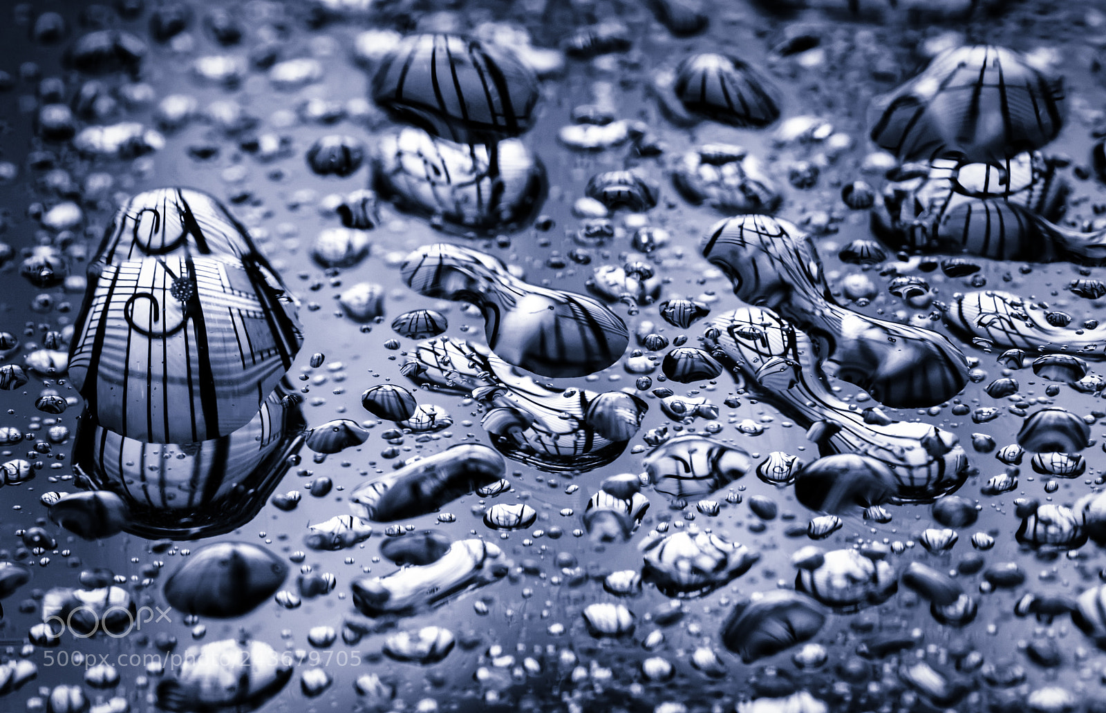 Nikon D800 sample photo. Macro photography