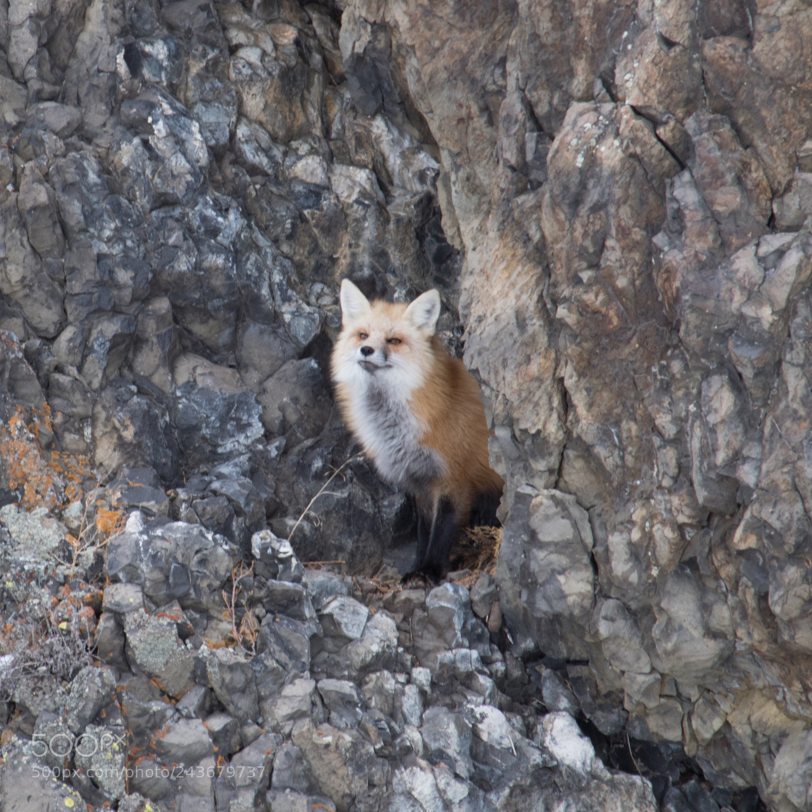 Nikon D500 sample photo. Red fox in yellowstone photography