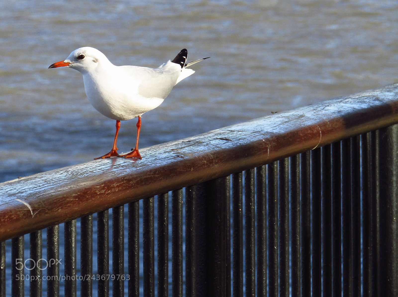Canon PowerShot SX410 IS sample photo. Seagull near the oxo photography