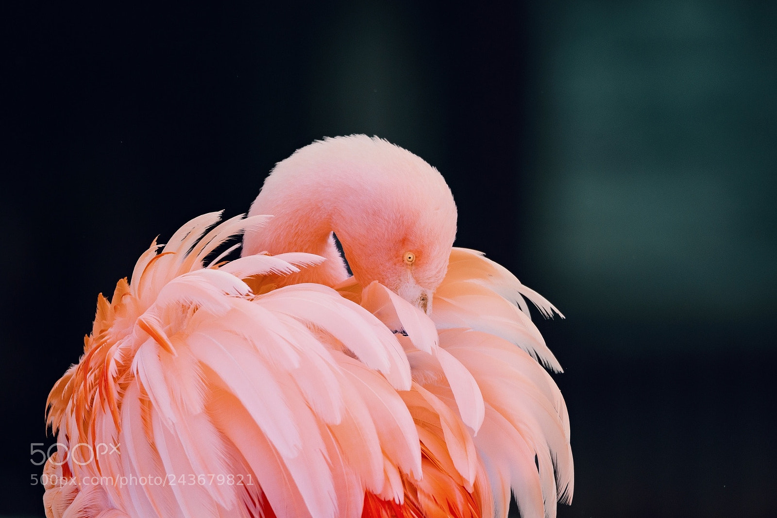 Canon EOS-1Ds Mark III sample photo. Greater flamingo photography