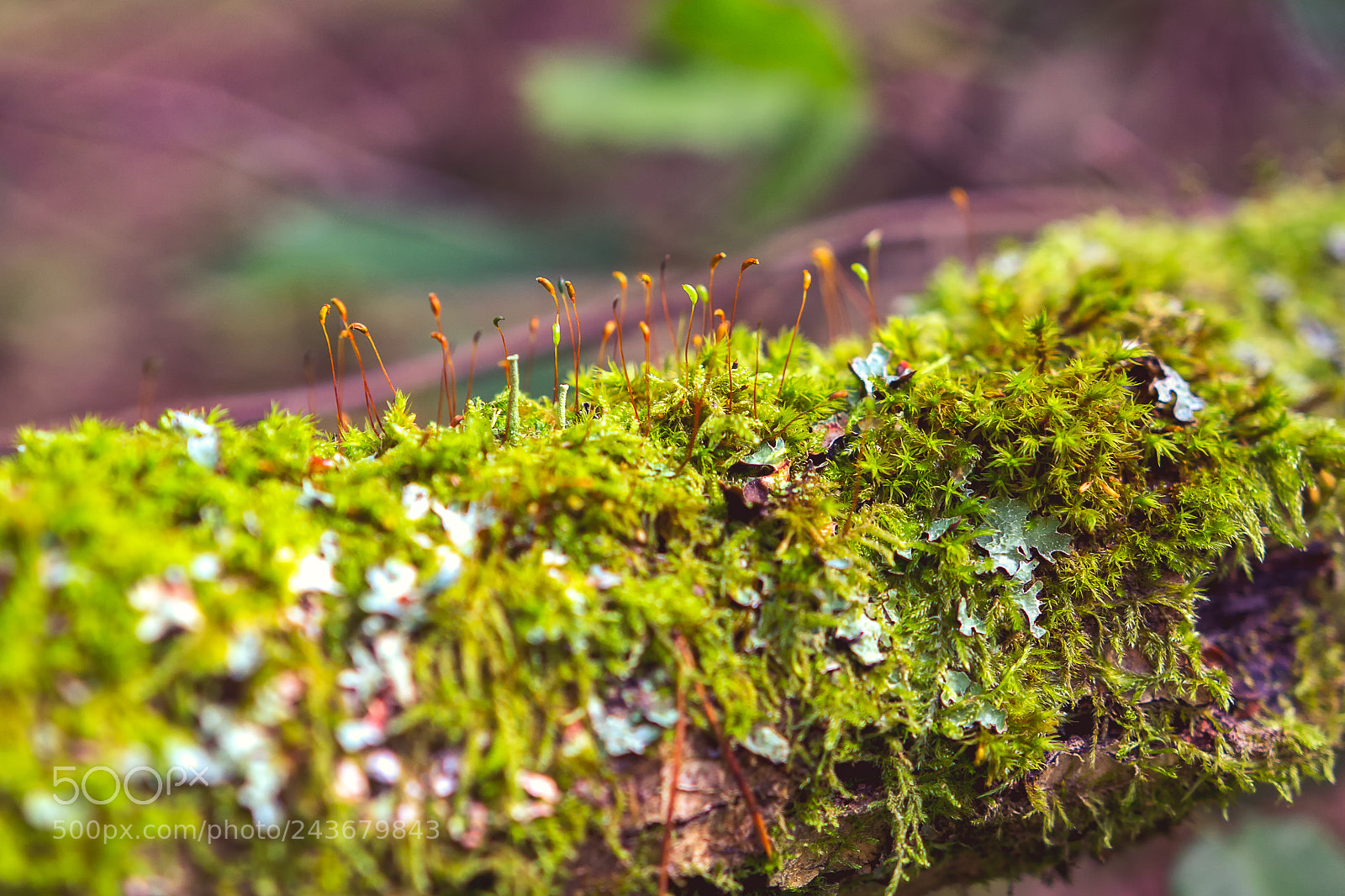 Canon EOS 60D sample photo. Micro forest photography