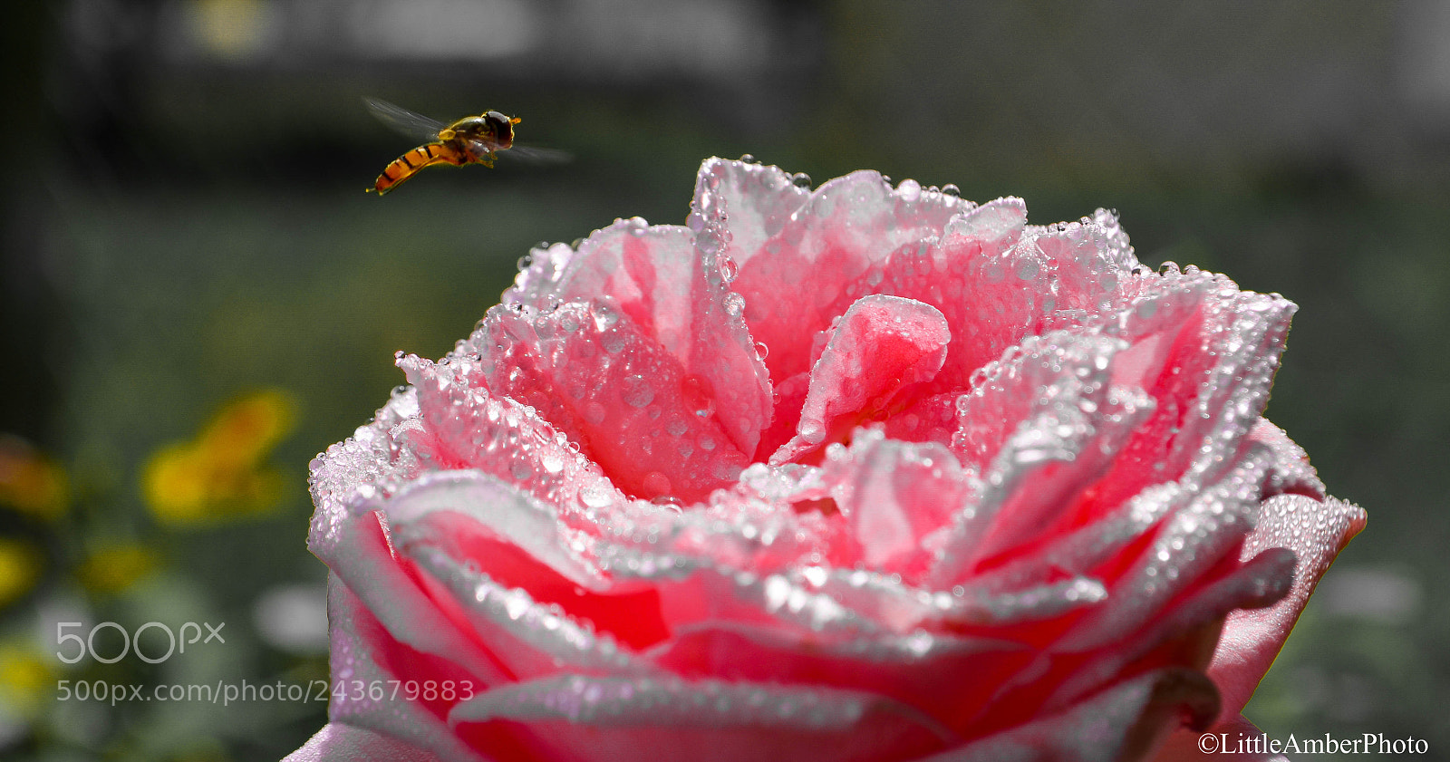 Nikon D5100 sample photo. Rose et abeille (sur ) photography