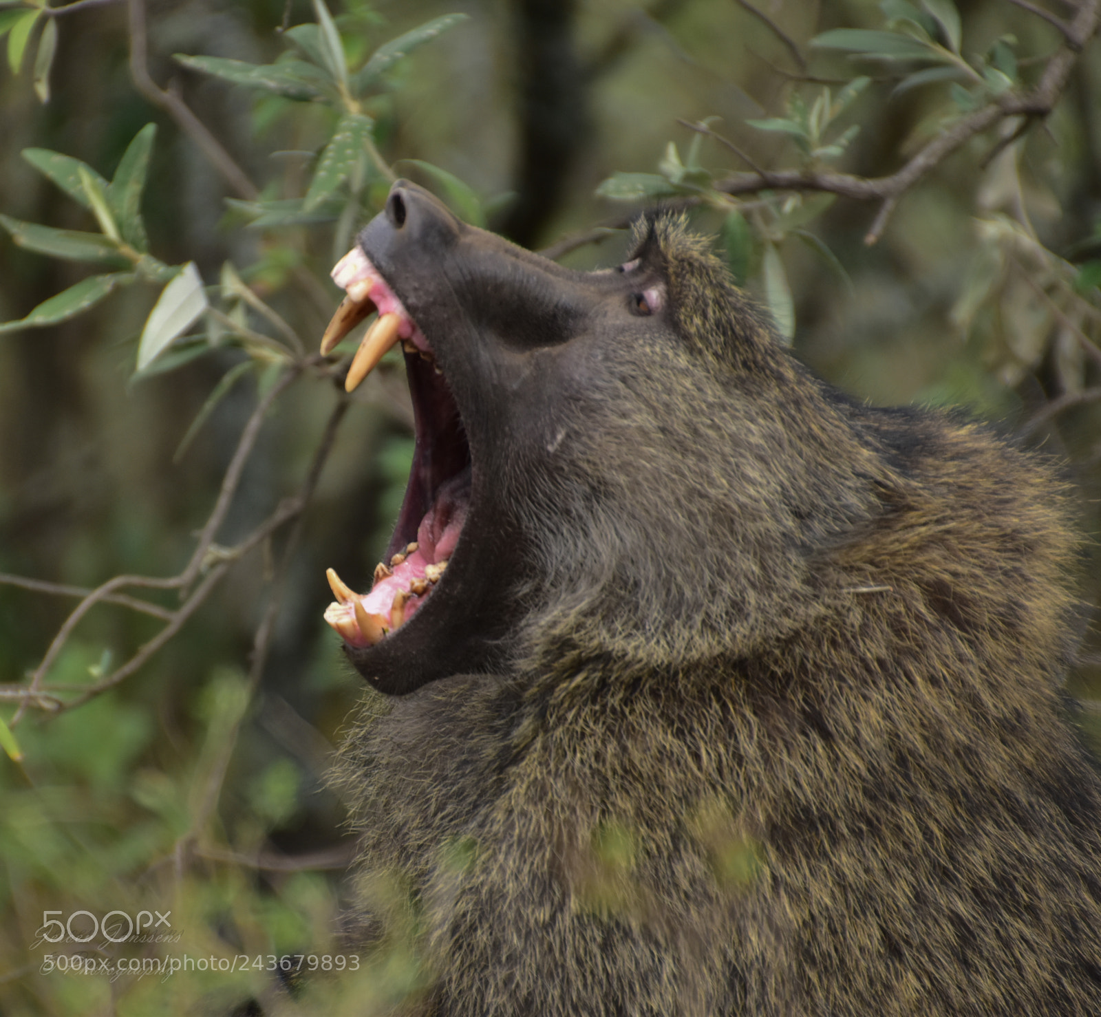 Nikon D5600 sample photo. Baboon photography