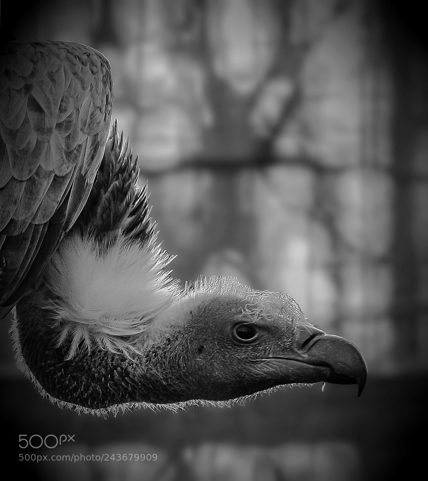 Canon EOS 5D sample photo. Vulcher photography