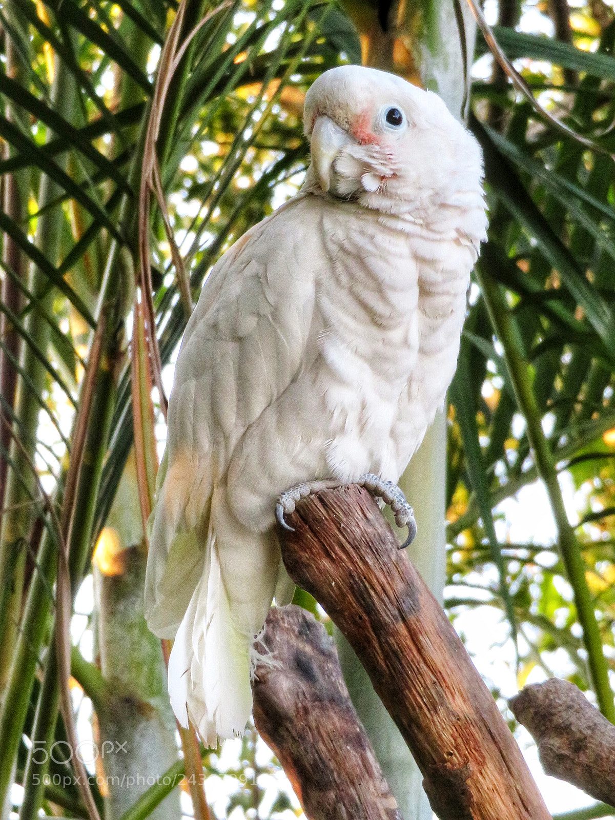 Canon PowerShot SX720 HS sample photo. Goffin’s cockatoo photography