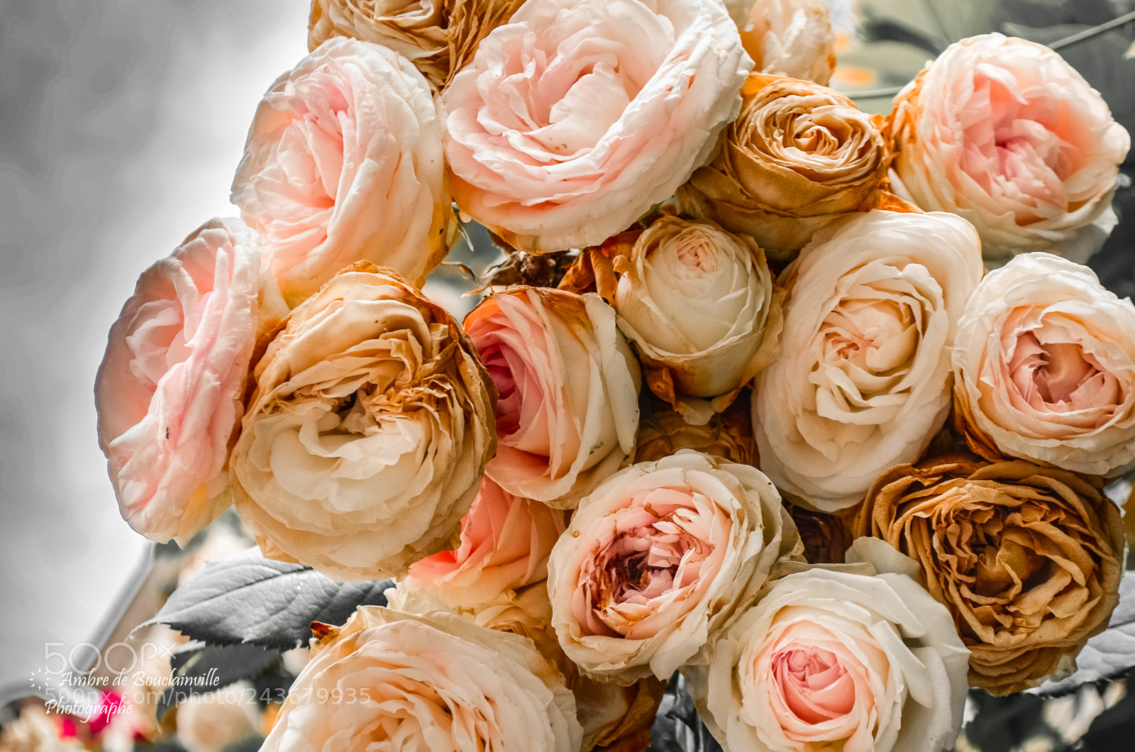 Nikon D5100 sample photo. Roses photography