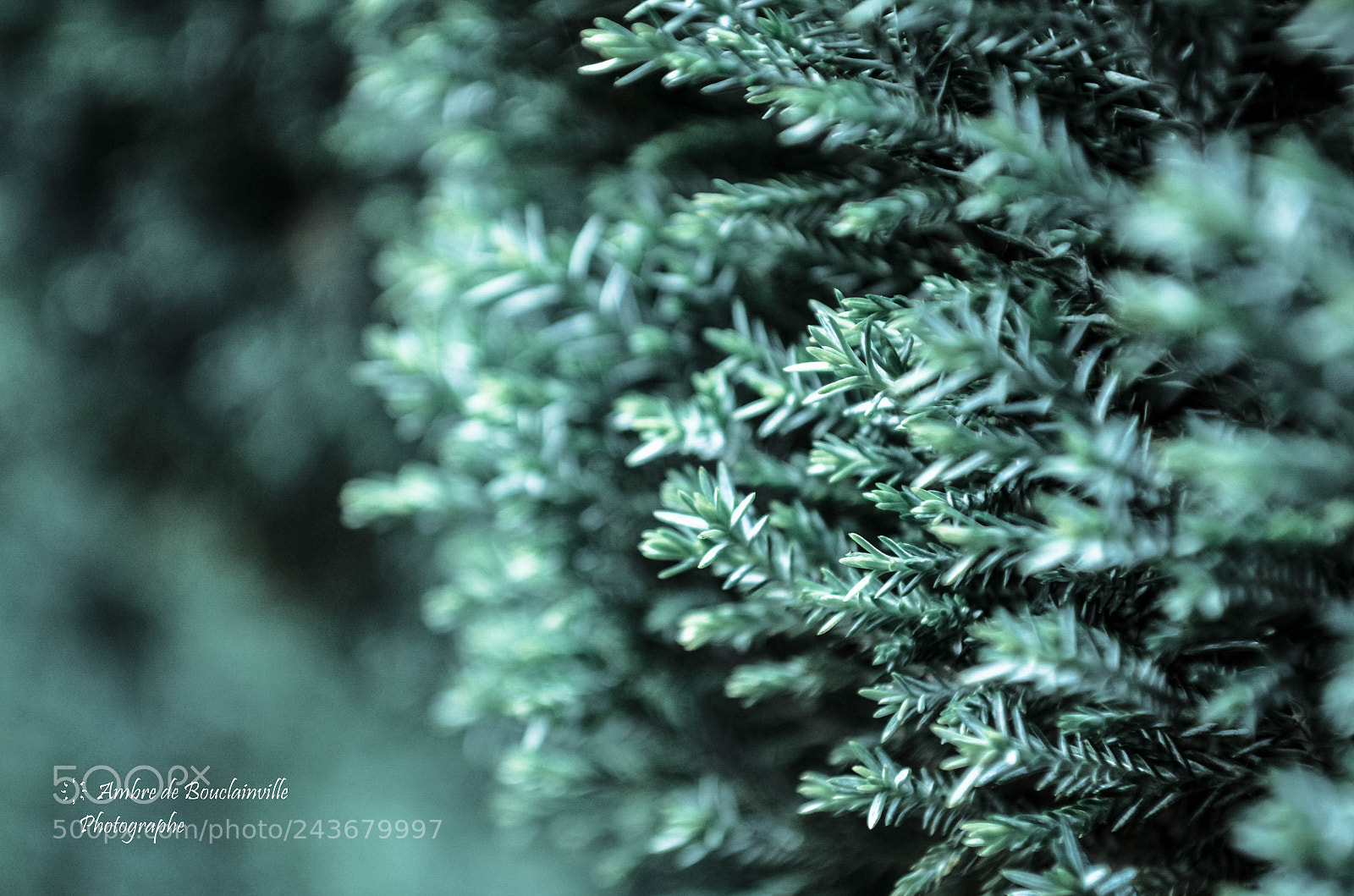 Nikon D5100 sample photo. Sapin photography