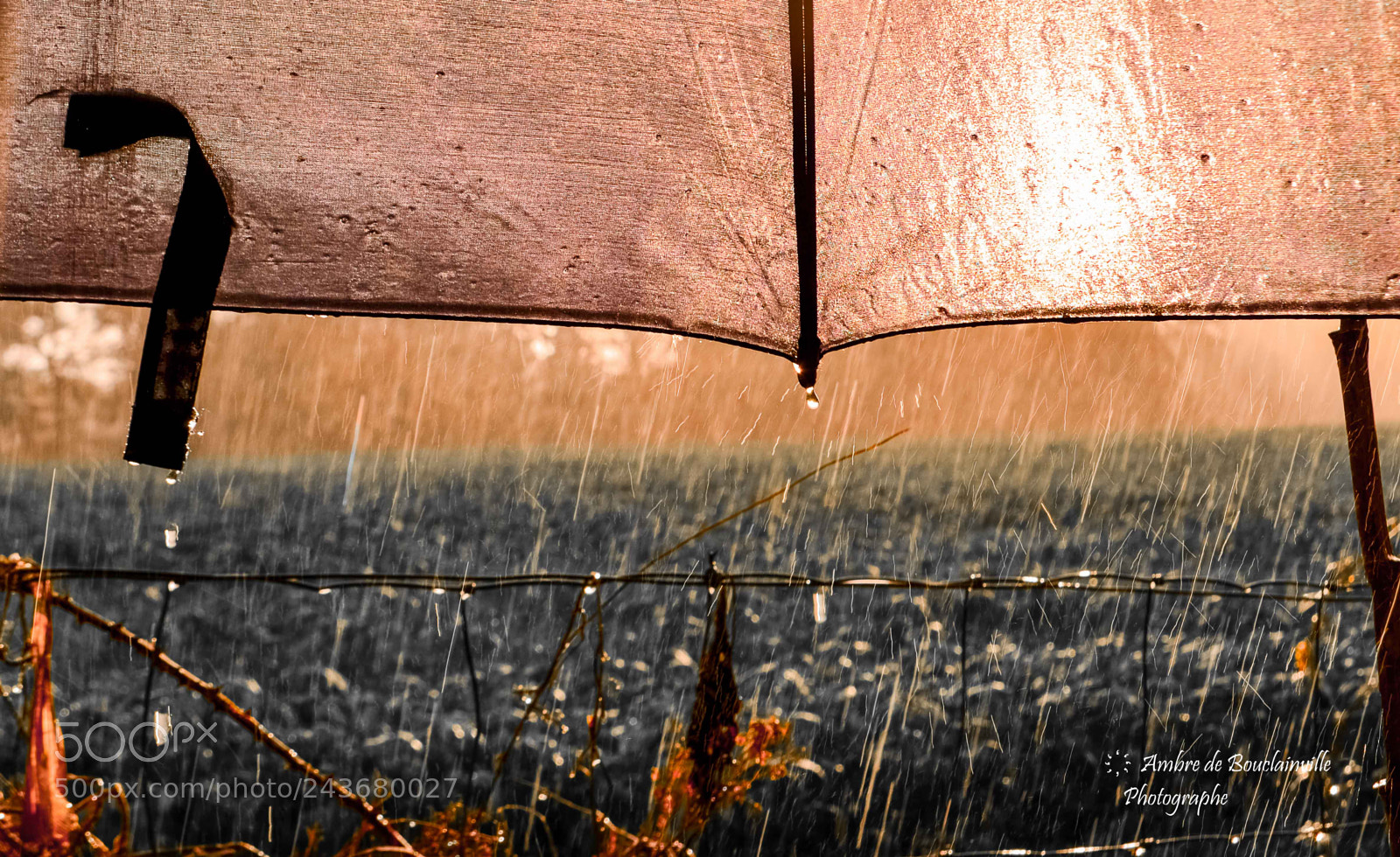 Nikon D5100 sample photo. Spiderwoman photography