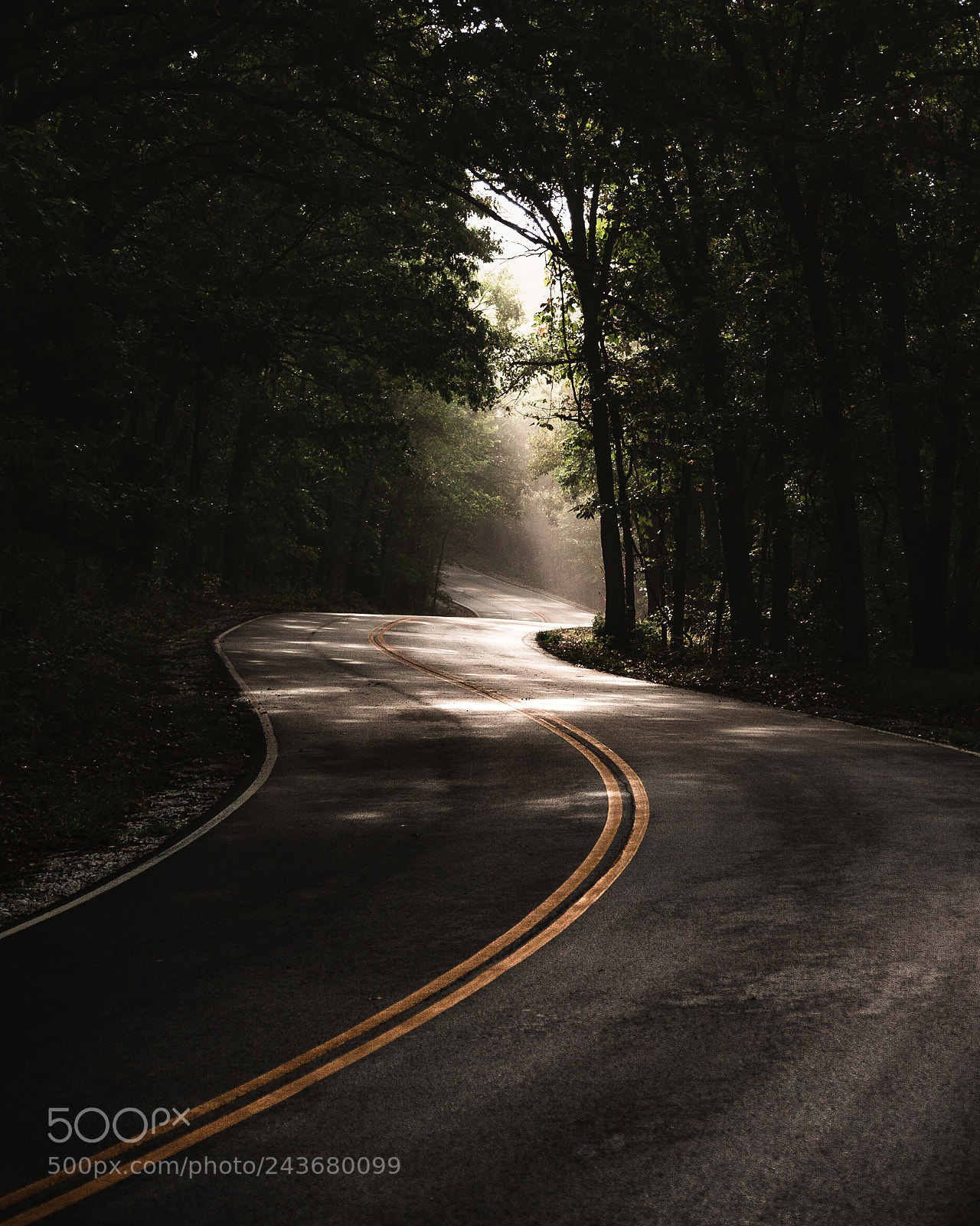 Panasonic Lumix DMC-GH4 sample photo. Dark woods photography
