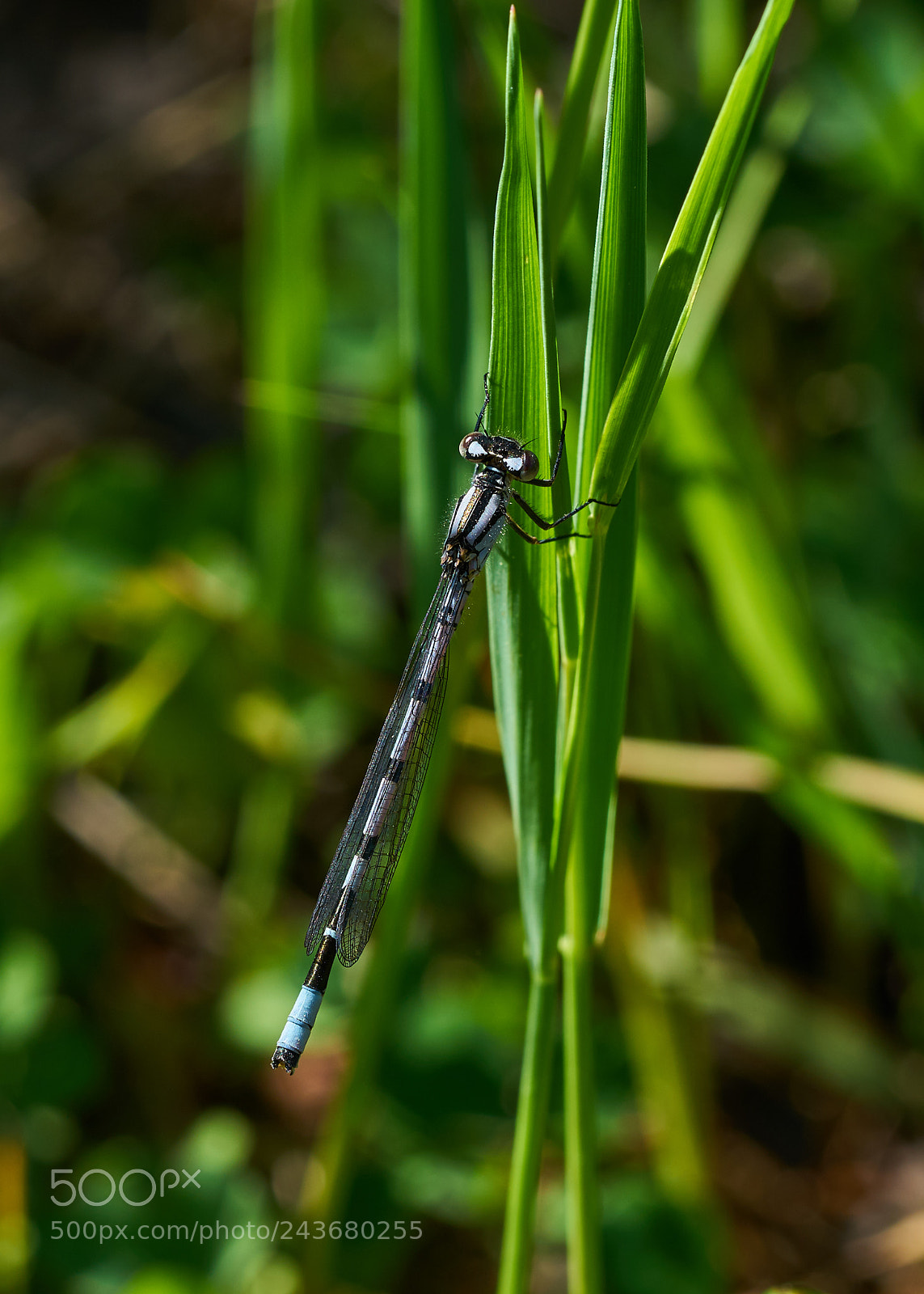 Sony a7R II sample photo. Damselfly photography