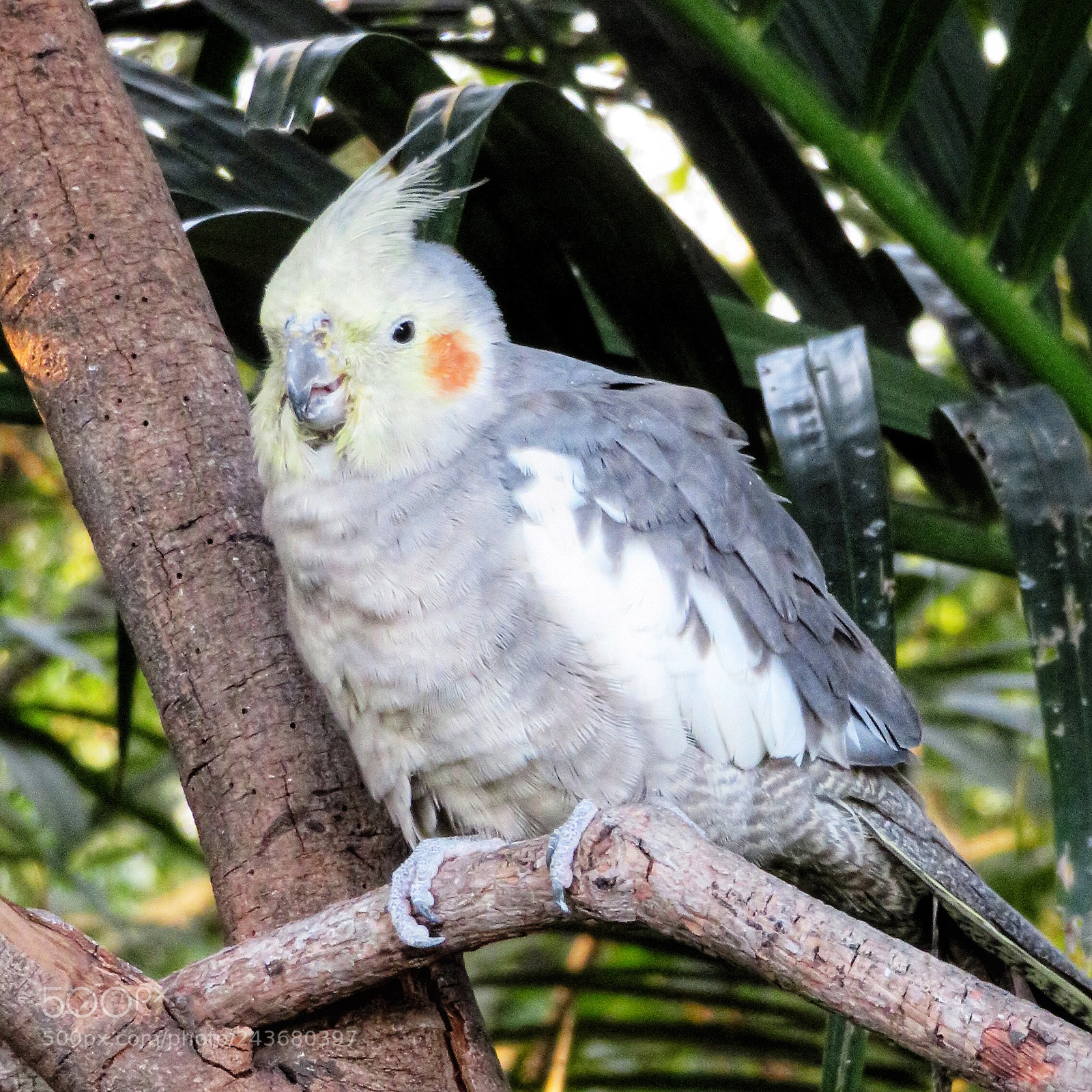 Canon PowerShot SX720 HS sample photo. Cockatiel photography