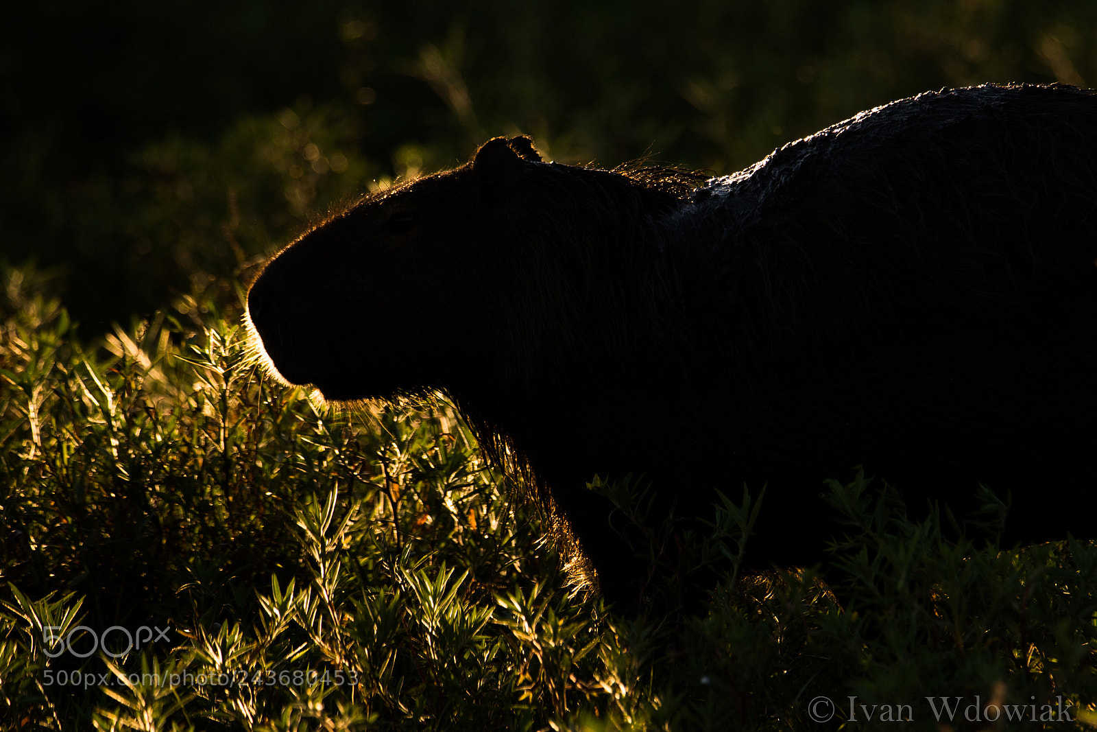 Nikon D800 sample photo. Capybara photography