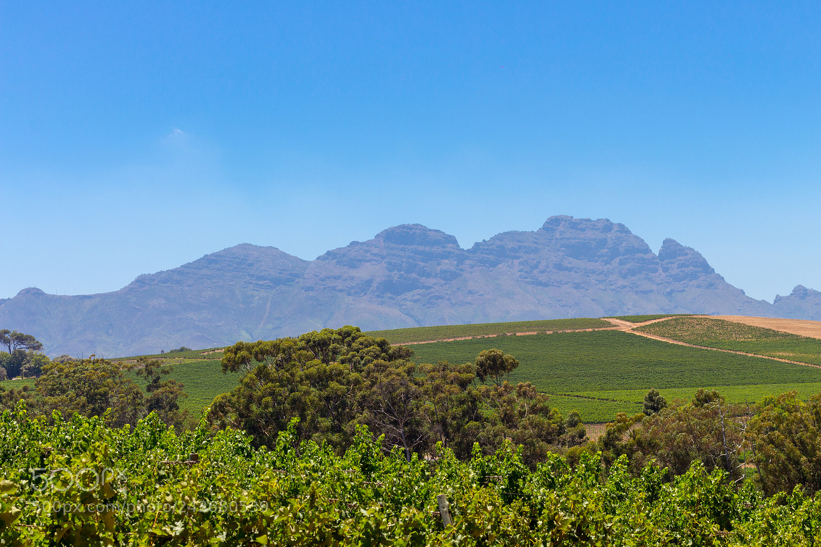 Canon EOS 700D (EOS Rebel T5i / EOS Kiss X7i) sample photo. Wineyard in cape town photography