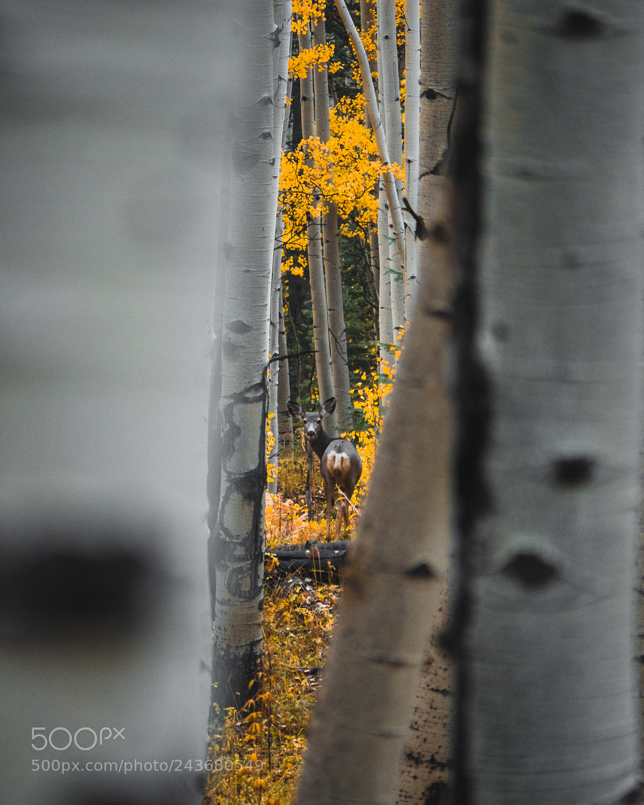 Panasonic Lumix DMC-GH4 sample photo. Look back at it photography