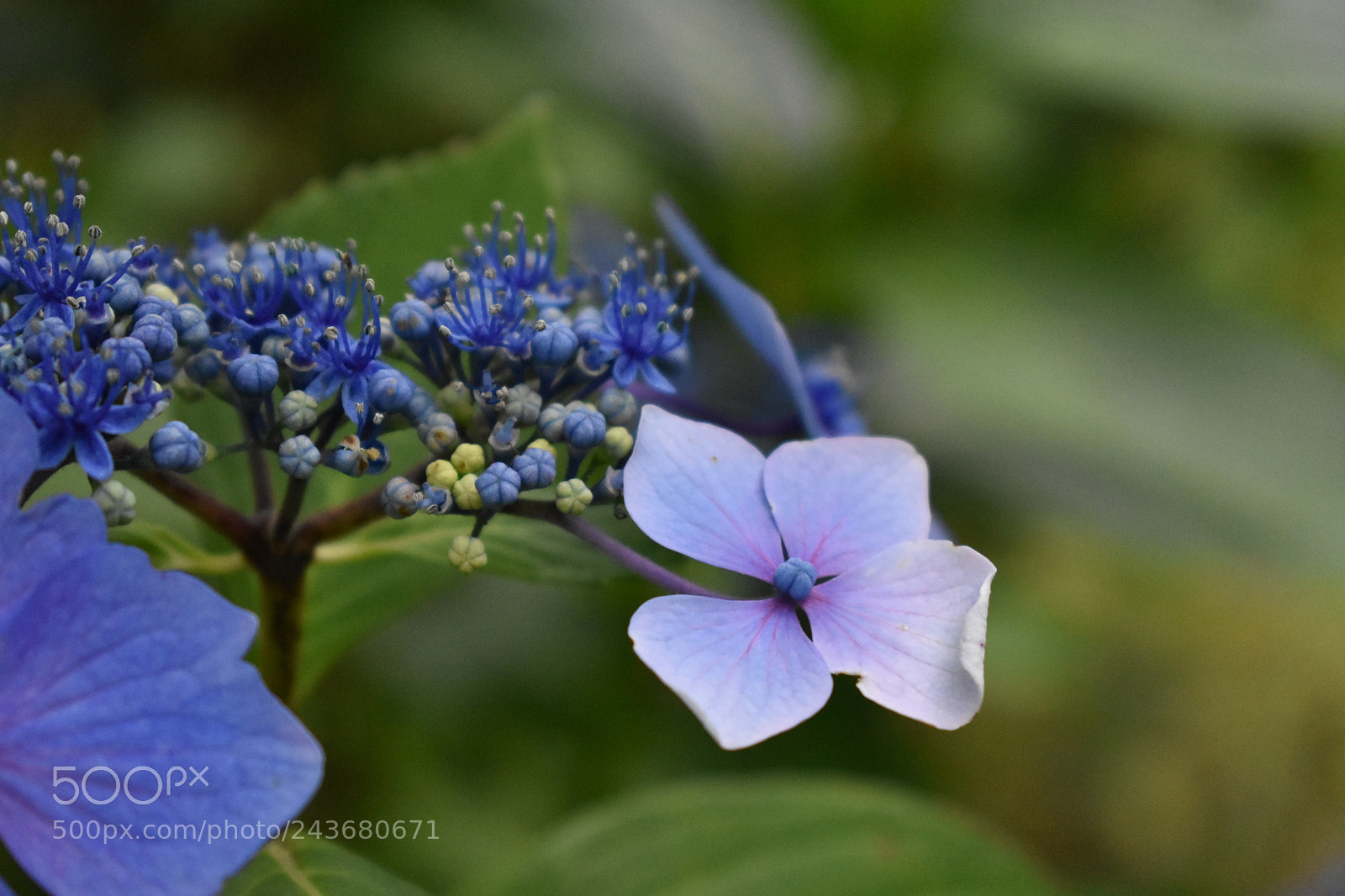 Nikon D3400 sample photo. Blooming bud 2 photography