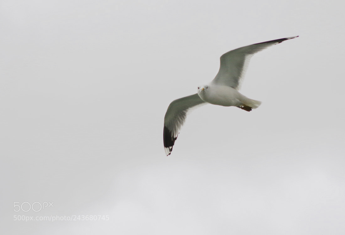Pentax K-3 sample photo. Seagull photography