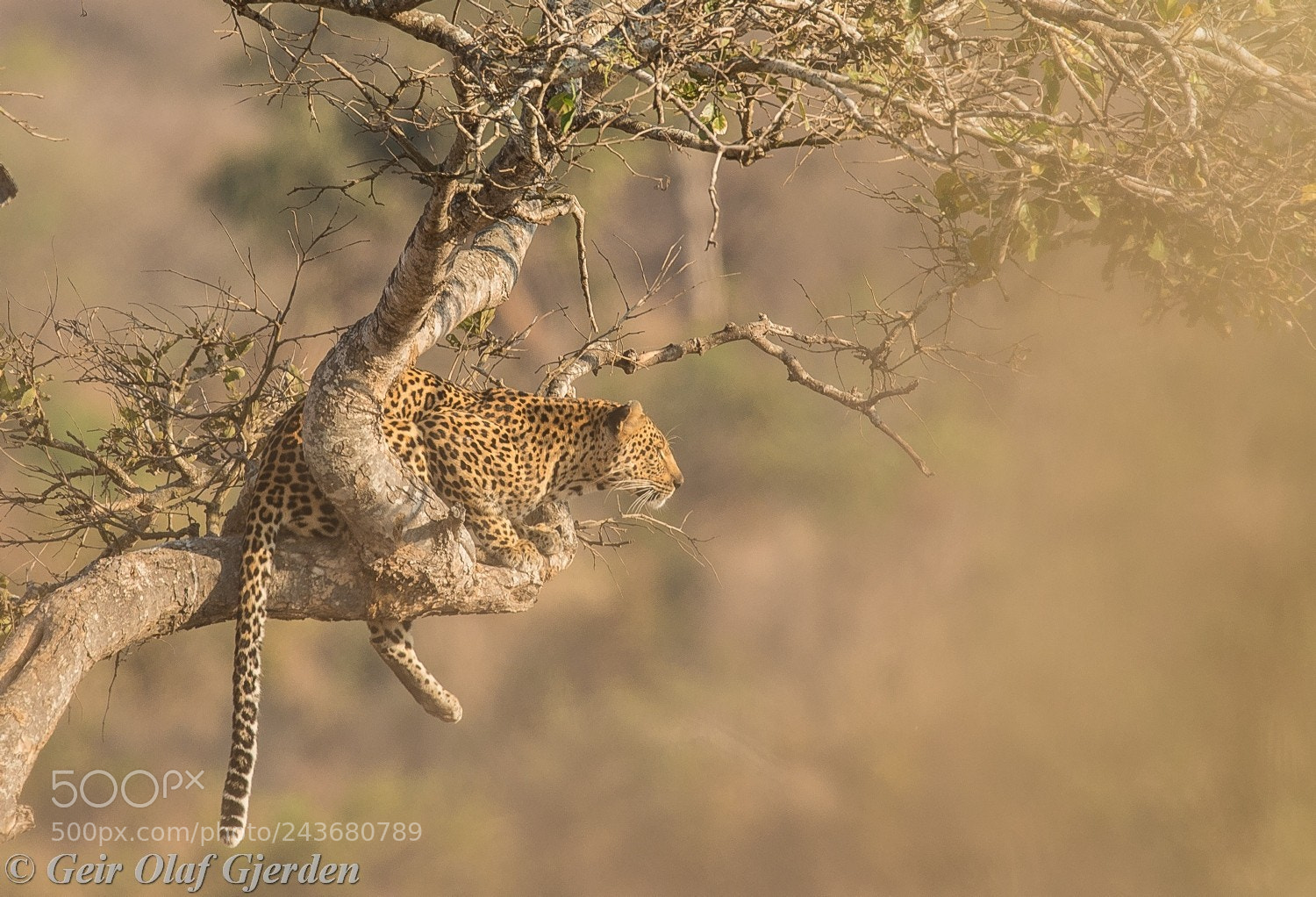 Nikon D600 sample photo. Leopard in a tree photography