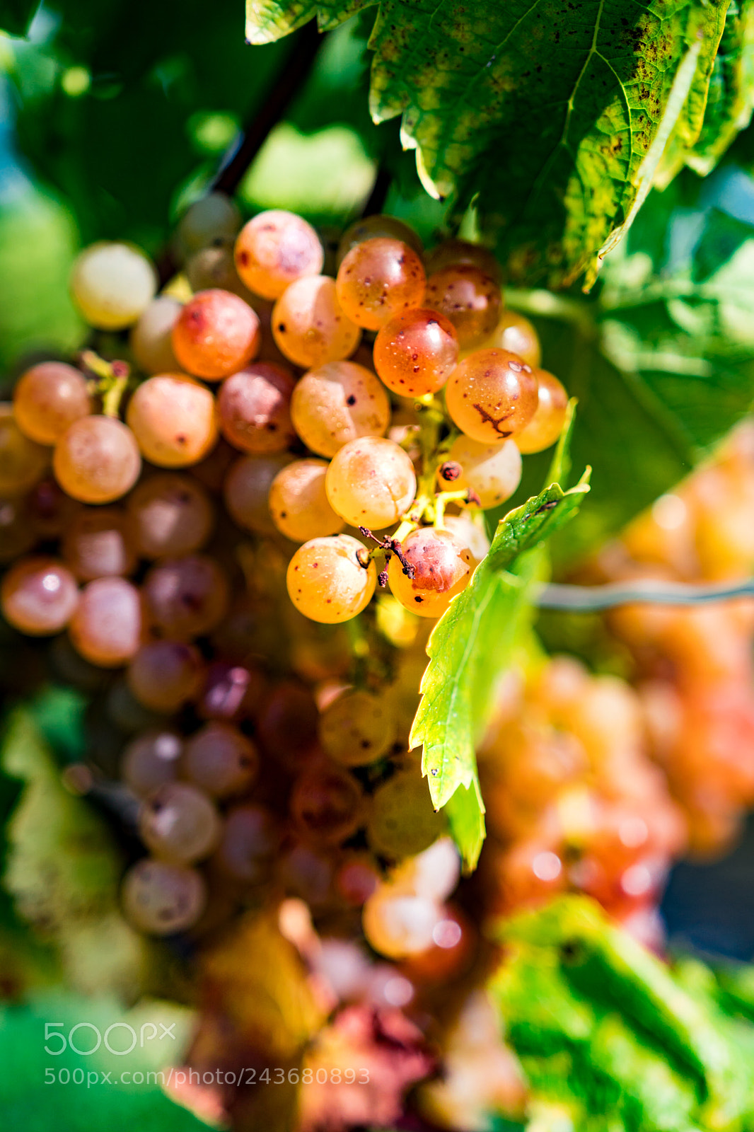 Sony a6300 sample photo. Golden grapes photography