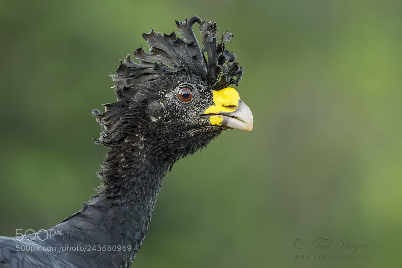 Nikon D500 sample photo. Great curassow profile (male) photography