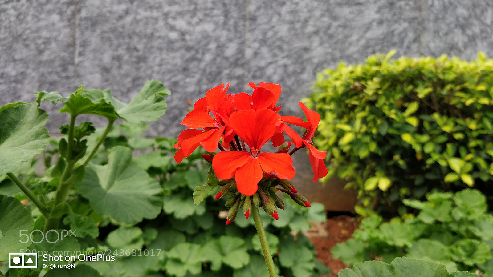 OnePlus 5 sample photo. One perfect click. photography