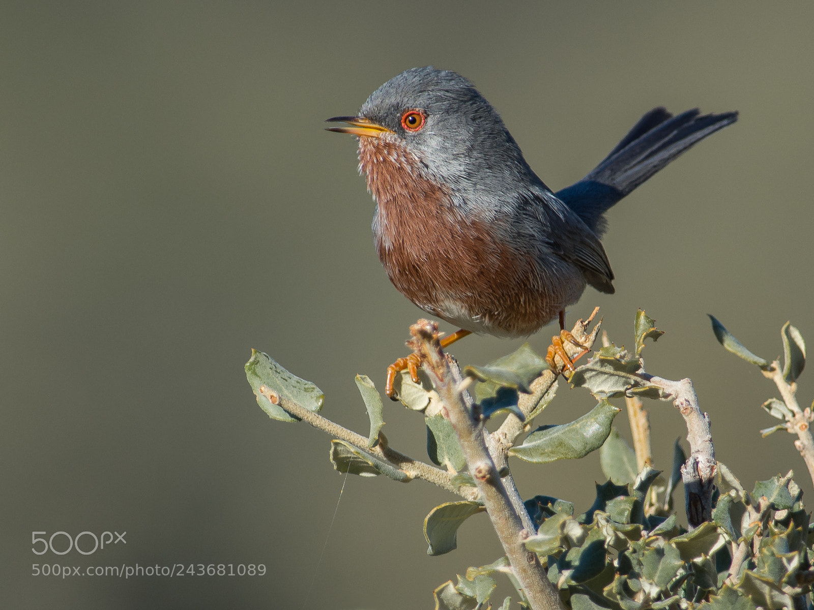 Nikon D7100 sample photo. Dartford warbler photography