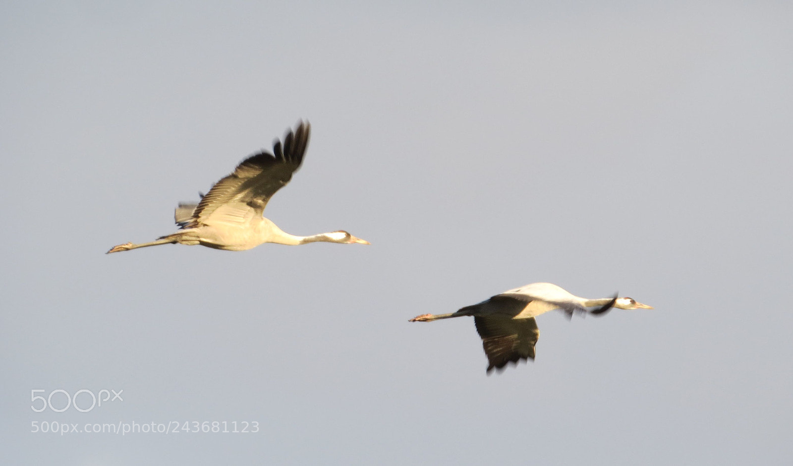 Canon PowerShot SX50 HS sample photo. Flying cranes photography
