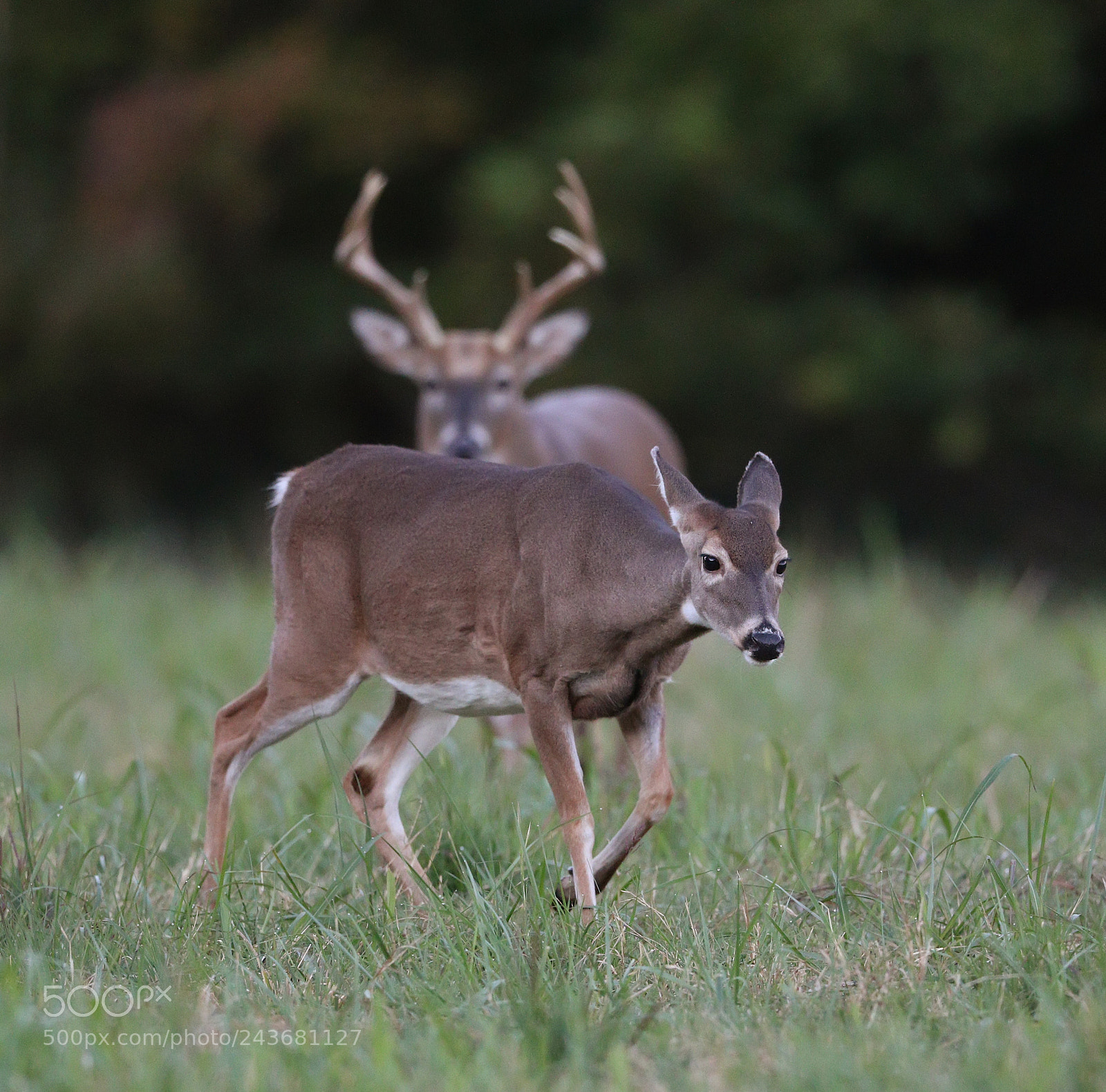 Canon EOS 7D Mark II sample photo. Hot pursuit photography