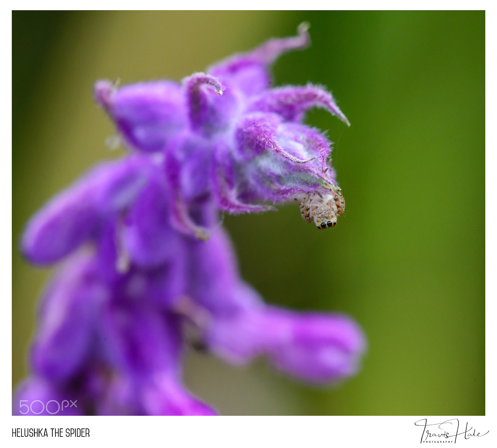 Nikon D610 sample photo. Helushka the spider photography