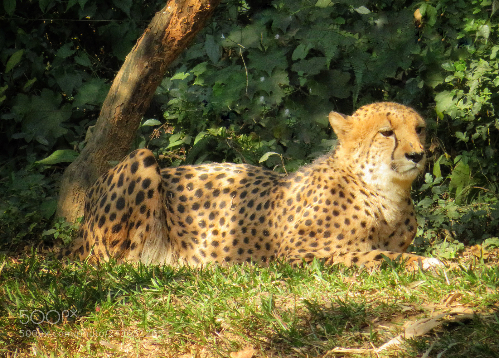 Canon PowerShot SX720 HS sample photo. Cheetah photography