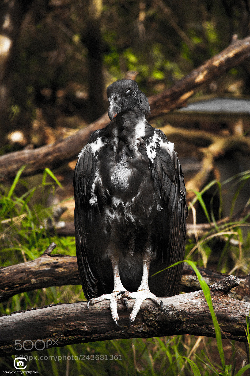 Canon EOS 5D sample photo. Unknown bird of prey. photography