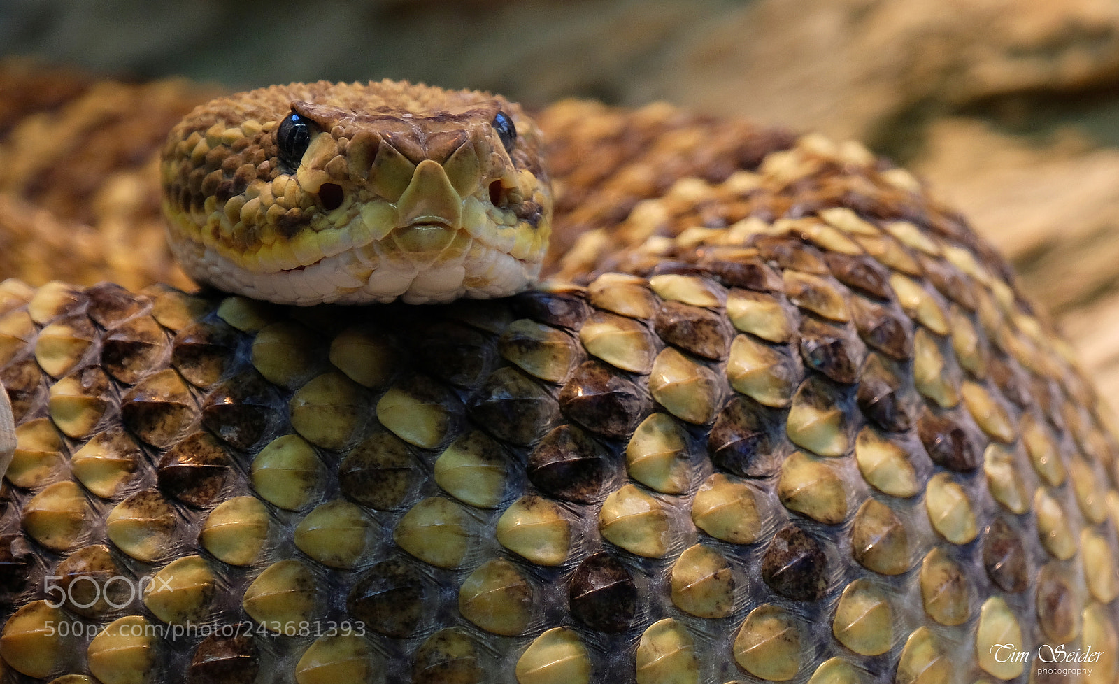 Fujifilm X-T20 sample photo. Rattlesnake photography