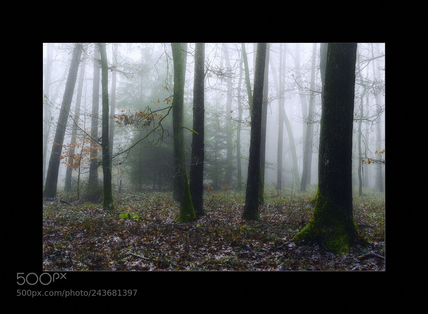 Sony a7 II sample photo. Cold fog photography