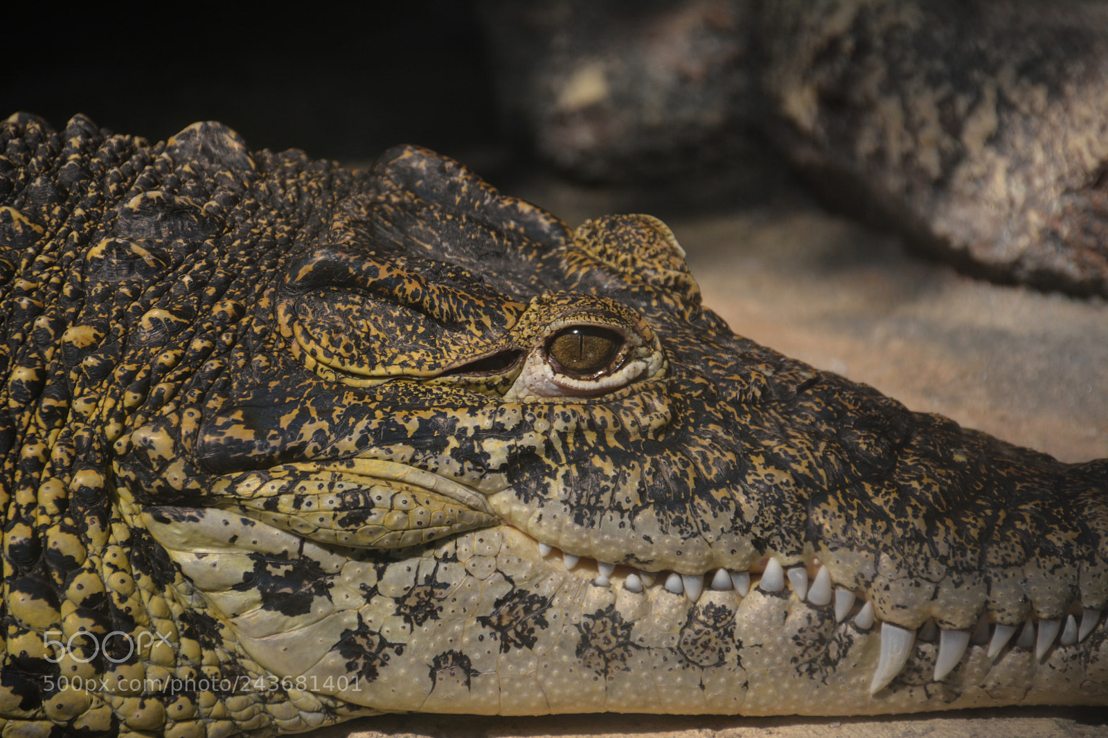 Nikon D7100 sample photo. See you later... photography