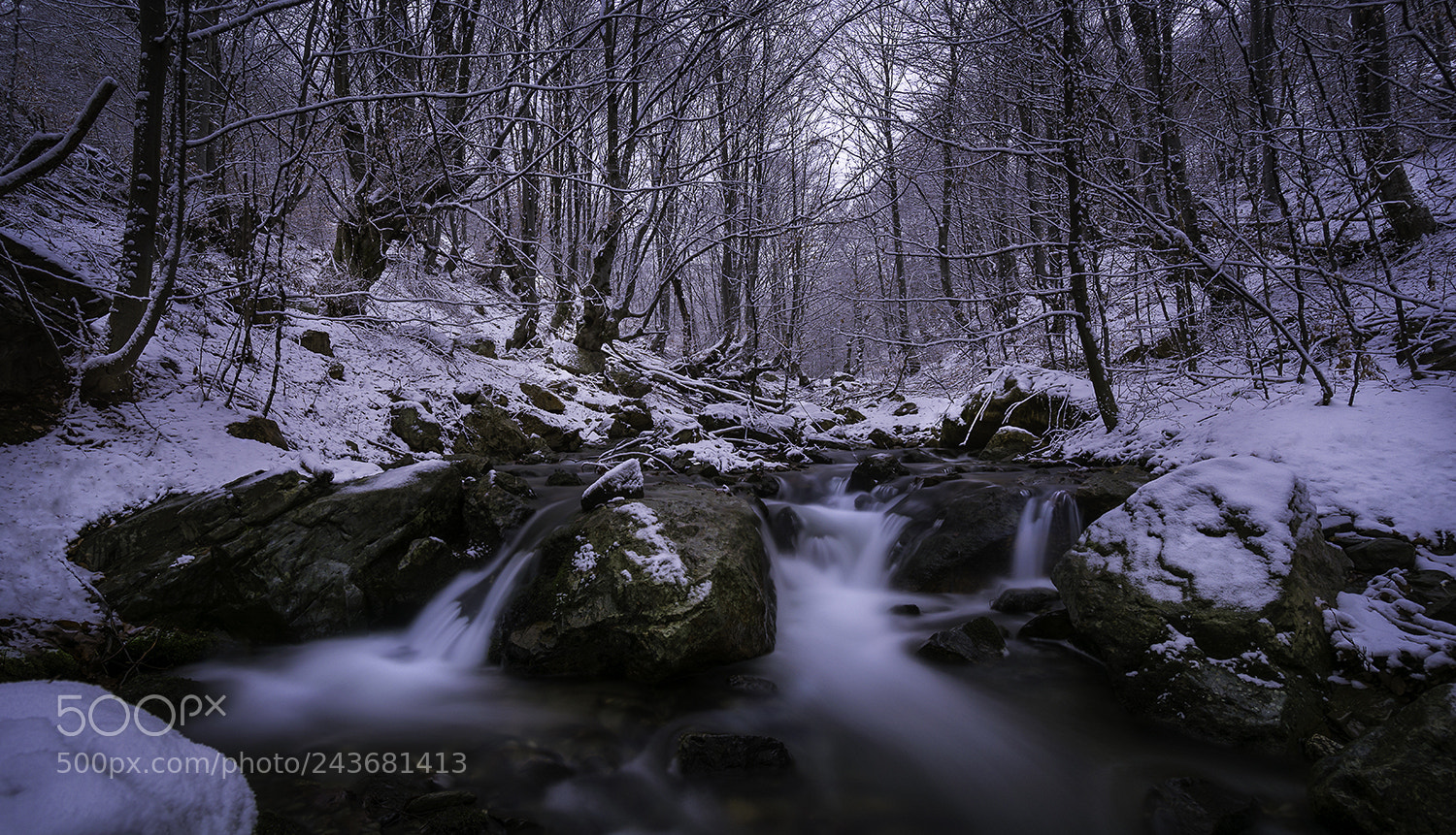 Nikon D7100 sample photo. The forest photography