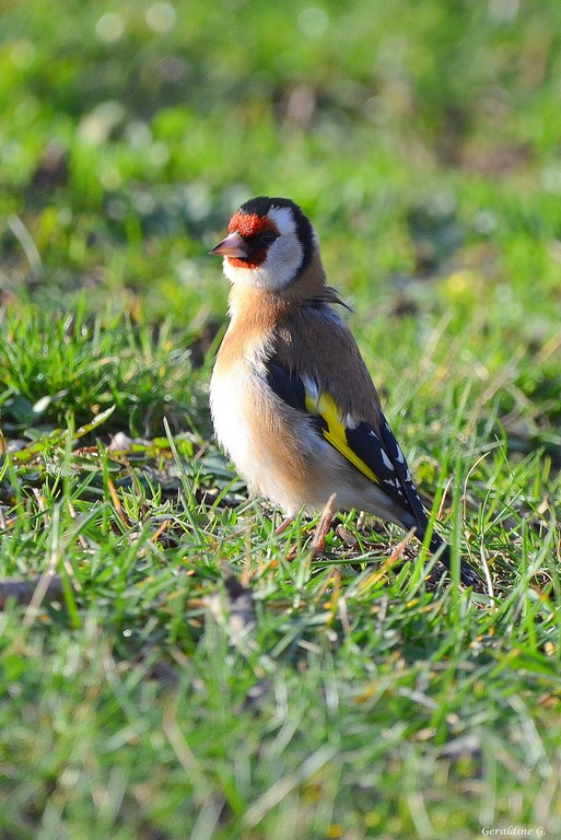 Sigma 150-600mm F5-6.3 DG OS HSM | C sample photo. Chardonneret élégant photography