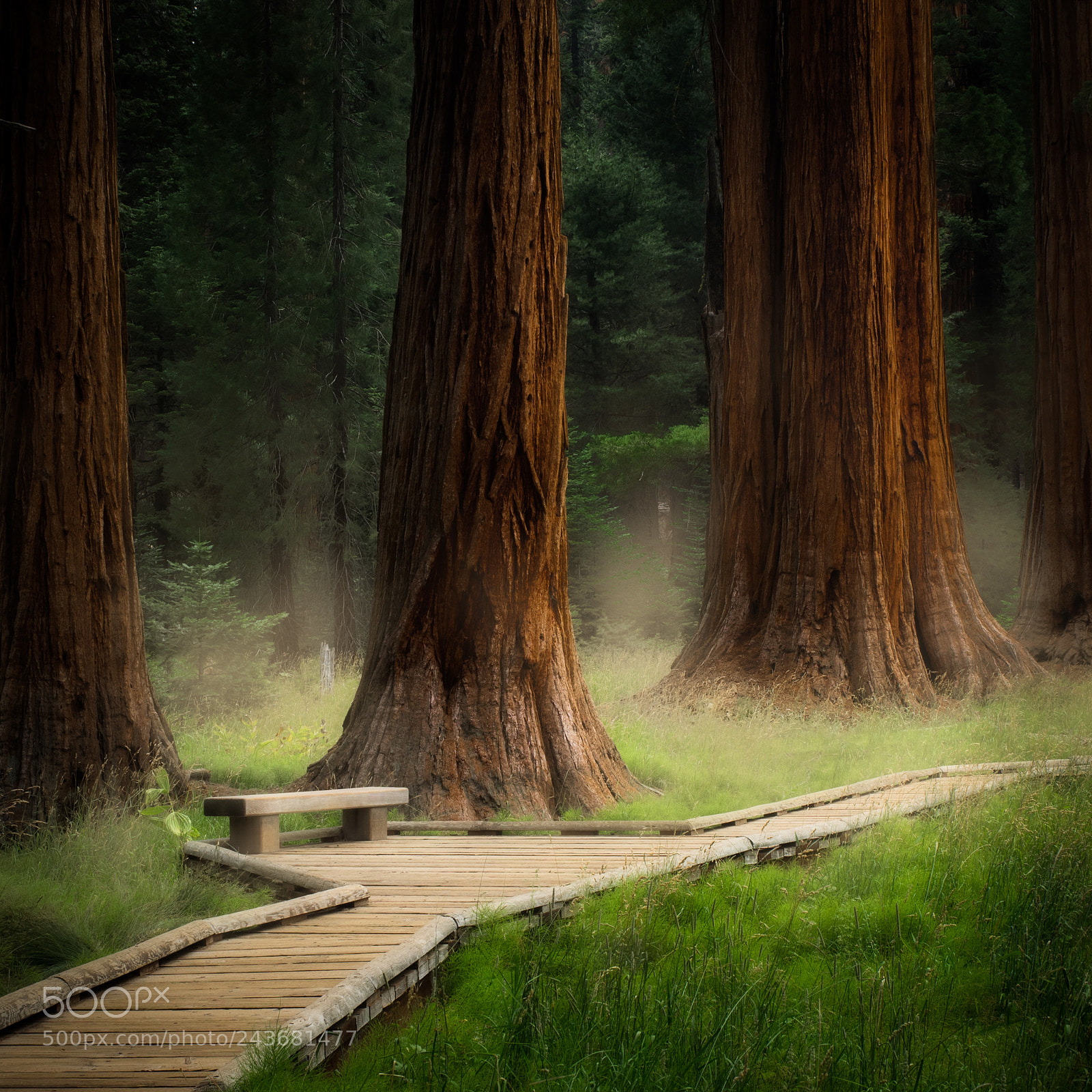 Olympus OM-D E-M1 sample photo. Deep woods photography