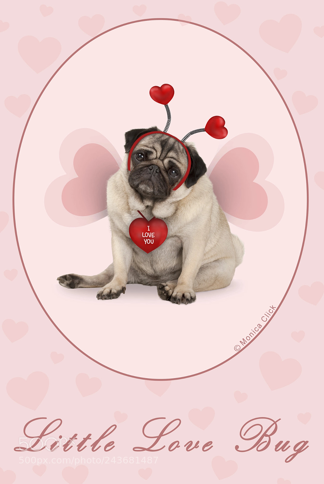 Nikon D3000 sample photo. Cute valentine's day pug photography