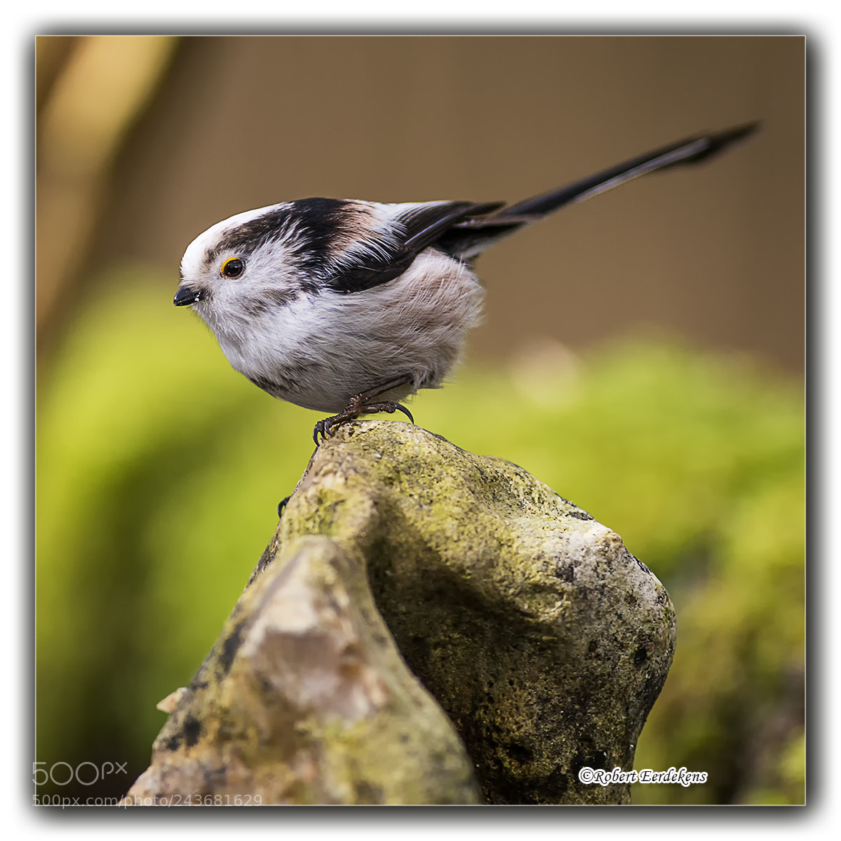 Nikon D7100 sample photo. Long tailed tit photography