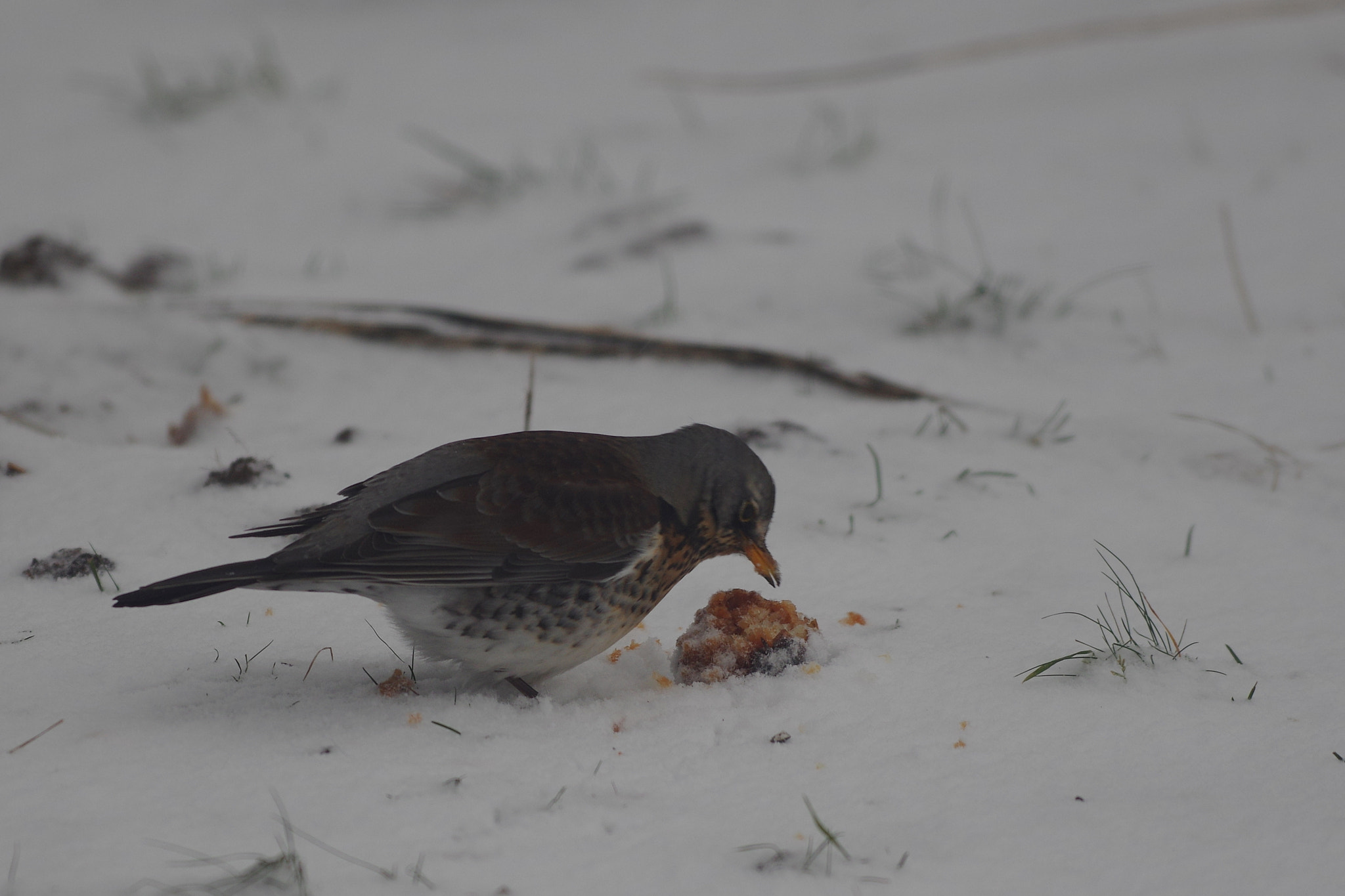 Pentax K-3 + Pentax smc DA* 300mm F4.0 ED (IF) SDM sample photo. The thistle licks an apple photography