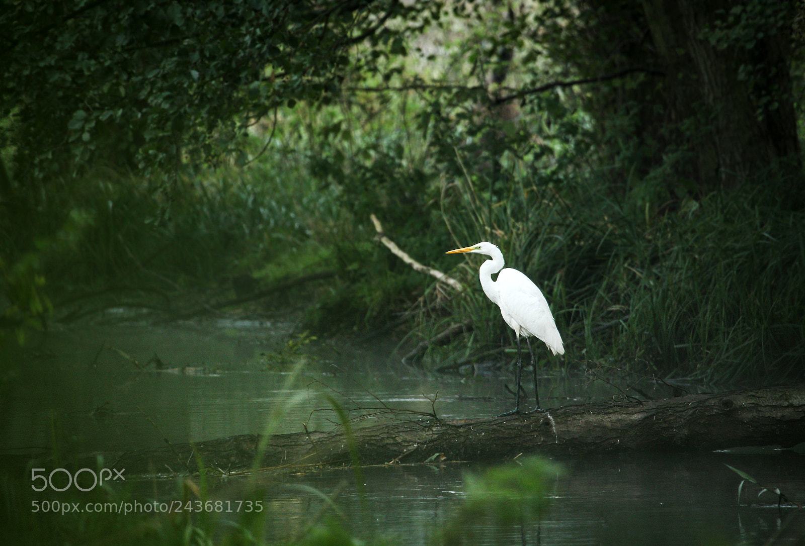 Canon EOS 60D sample photo. White photography