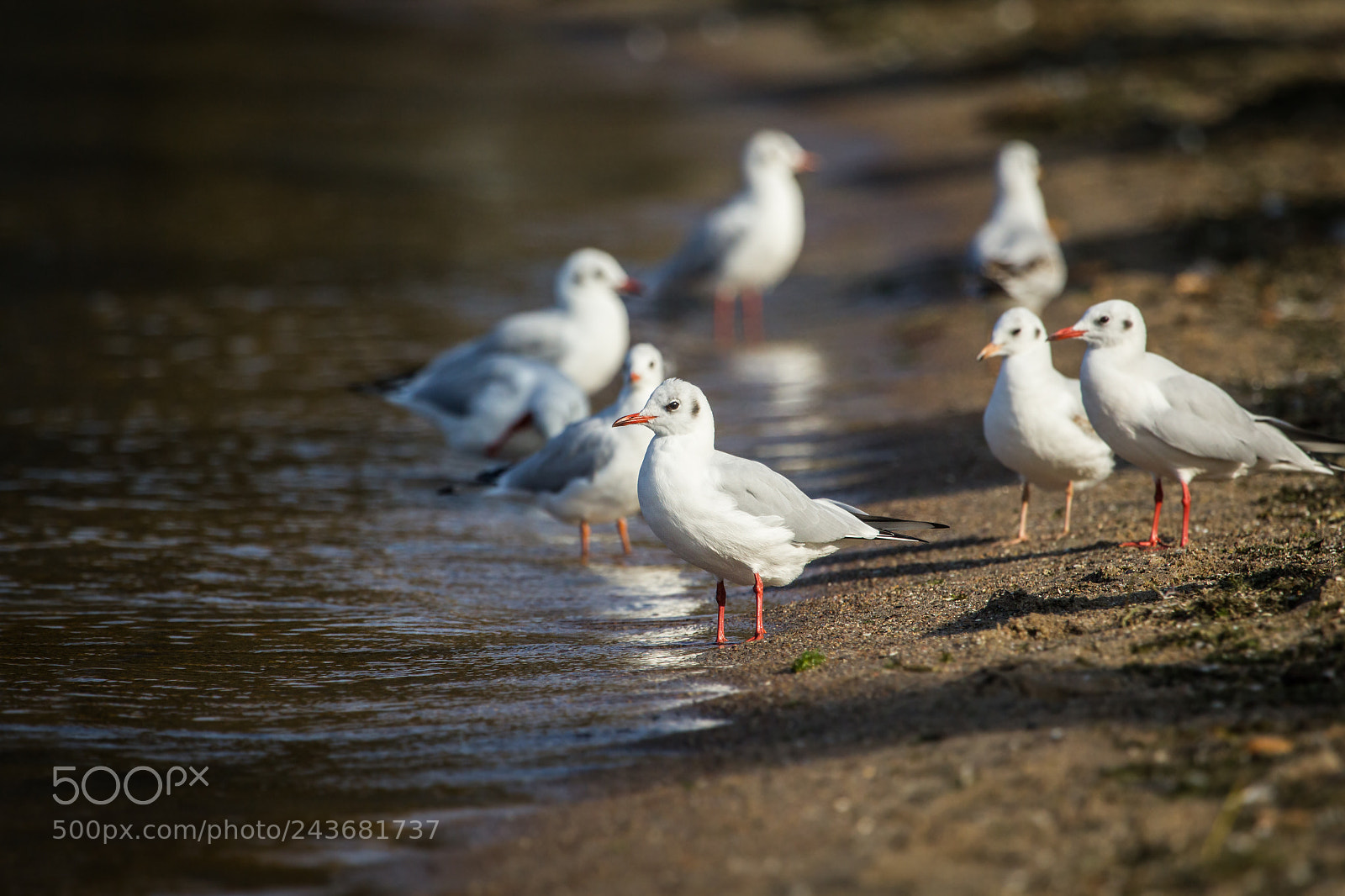 Canon EOS 60D sample photo. Some gulls photography