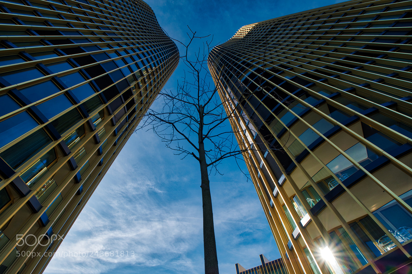 Fujifilm X-Pro2 sample photo. Tree between tower photography
