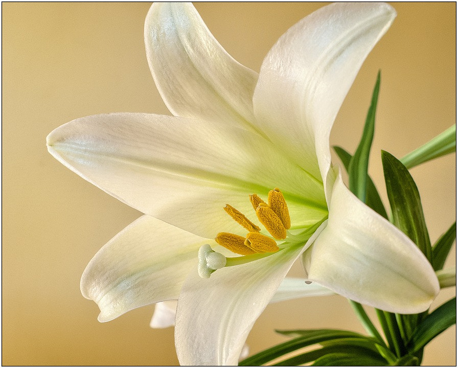 Panasonic Lumix DMC-LX3 sample photo. Easter photography