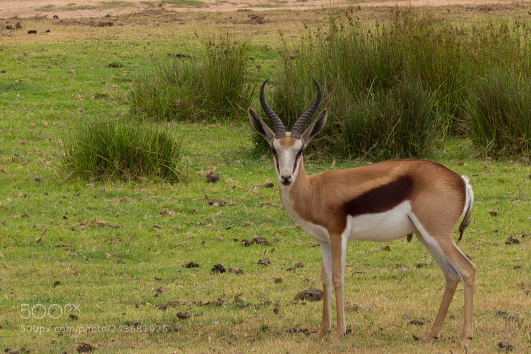 Canon EOS 700D (EOS Rebel T5i / EOS Kiss X7i) sample photo. Springbok photography