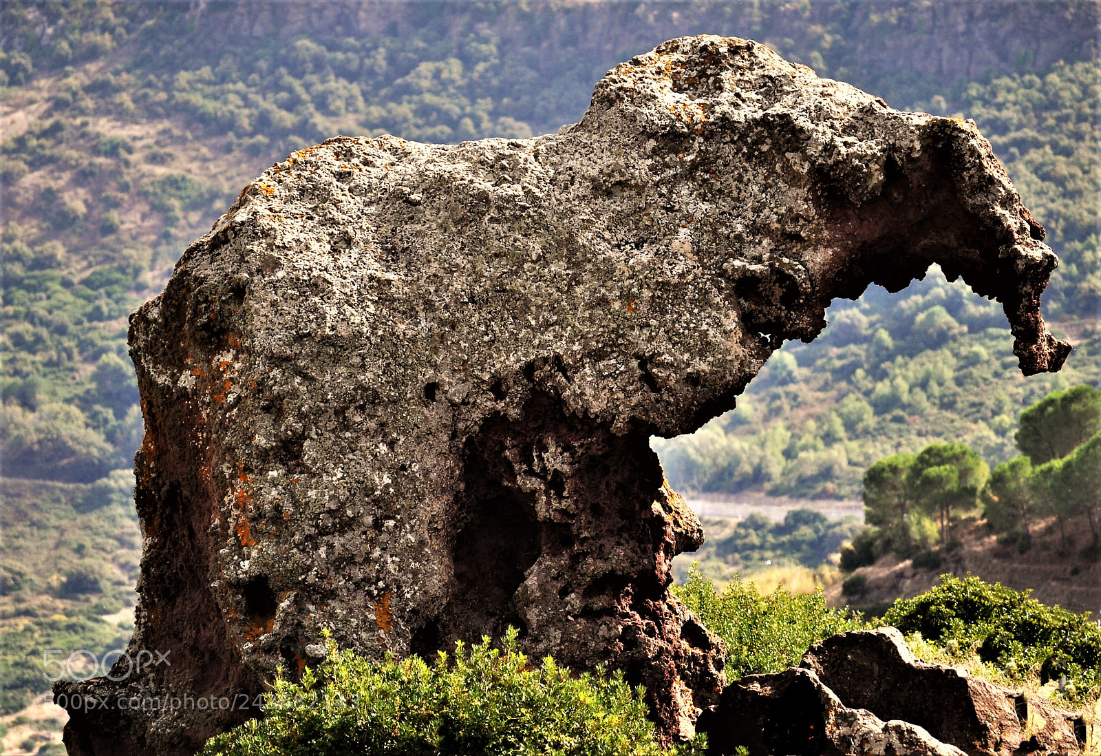 Nikon D5000 sample photo. Der elefant-the elephant photography
