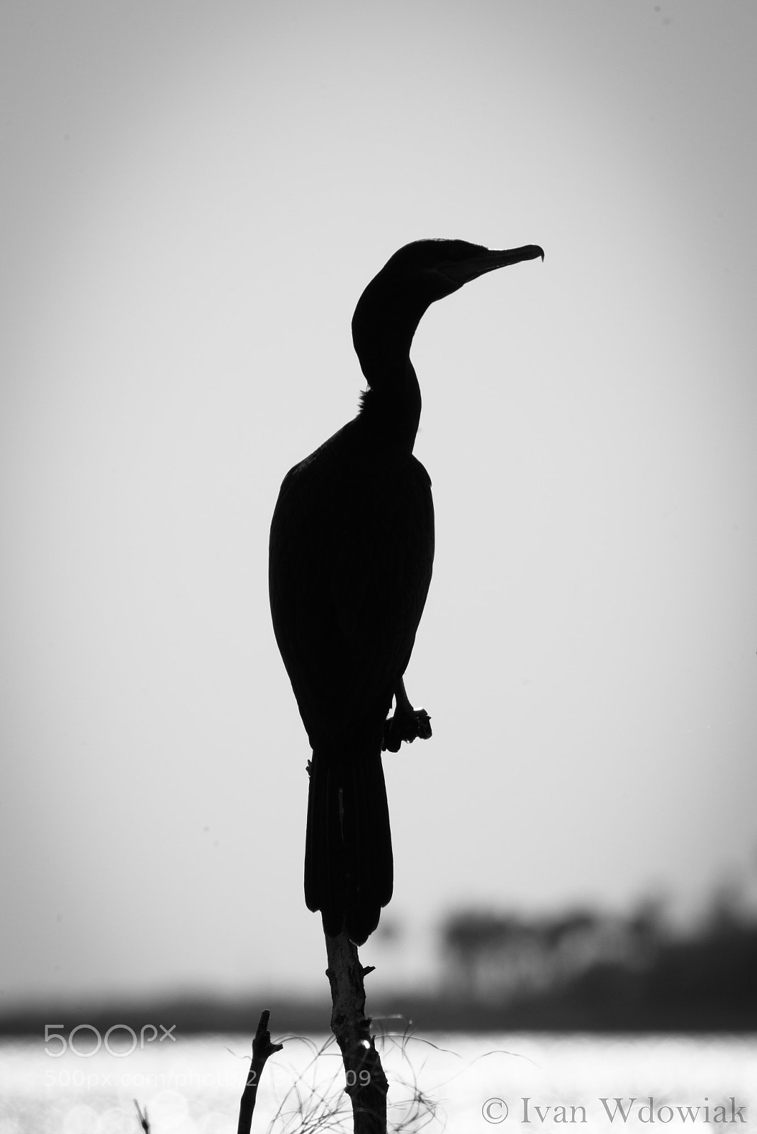 Nikon D800 sample photo. Neotropic cormorant photography