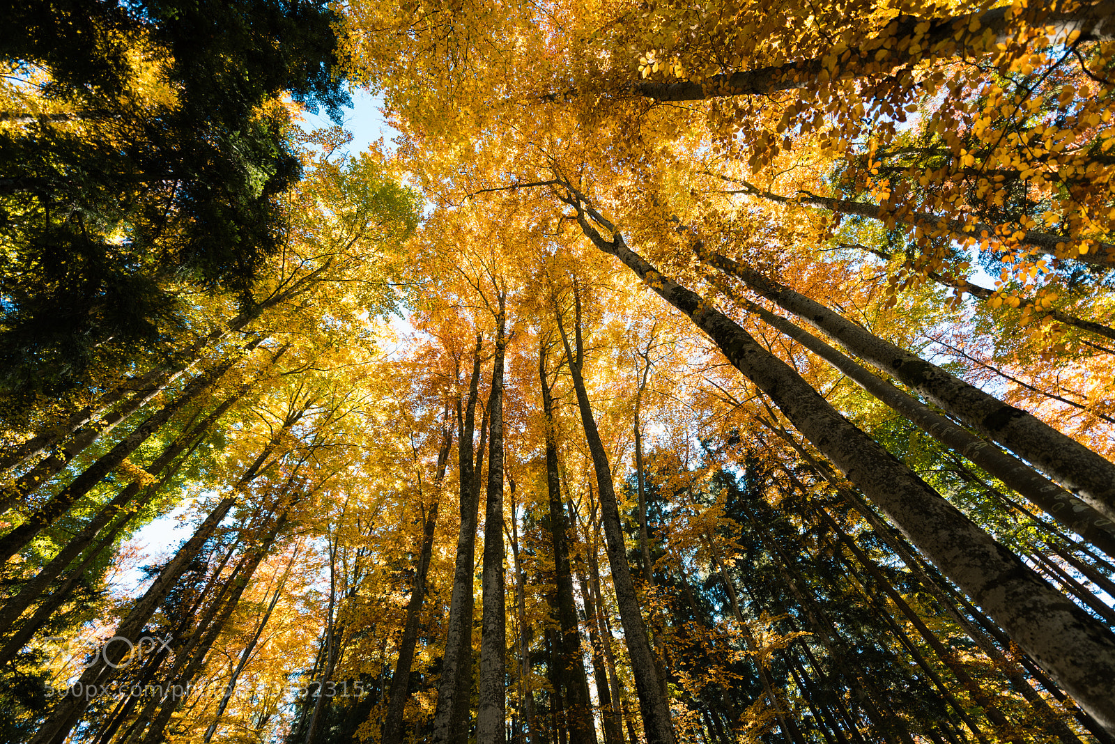 Nikon D810 sample photo. Autumn photography