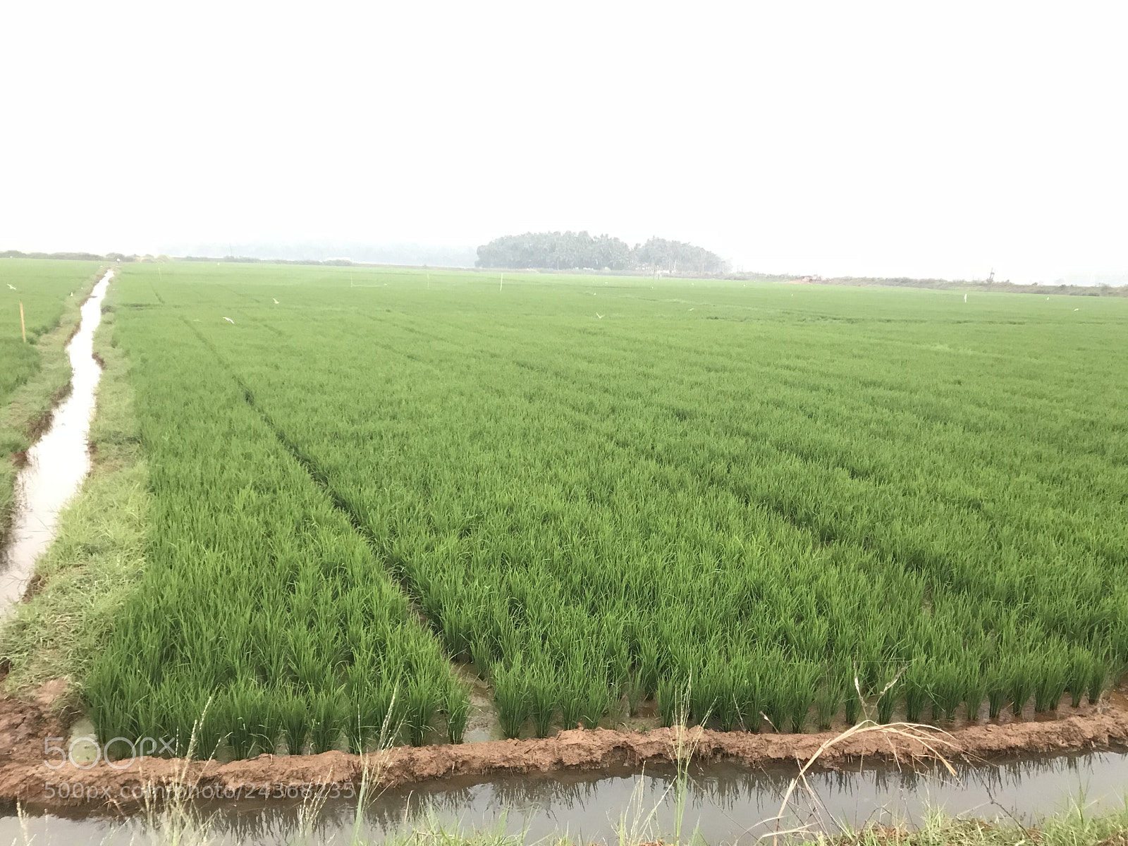 Apple iPhone 7 sample photo. Cultivated land photography